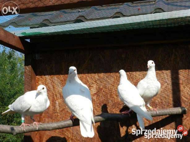 Białe gołębie pocztowe Krosino sprzedam