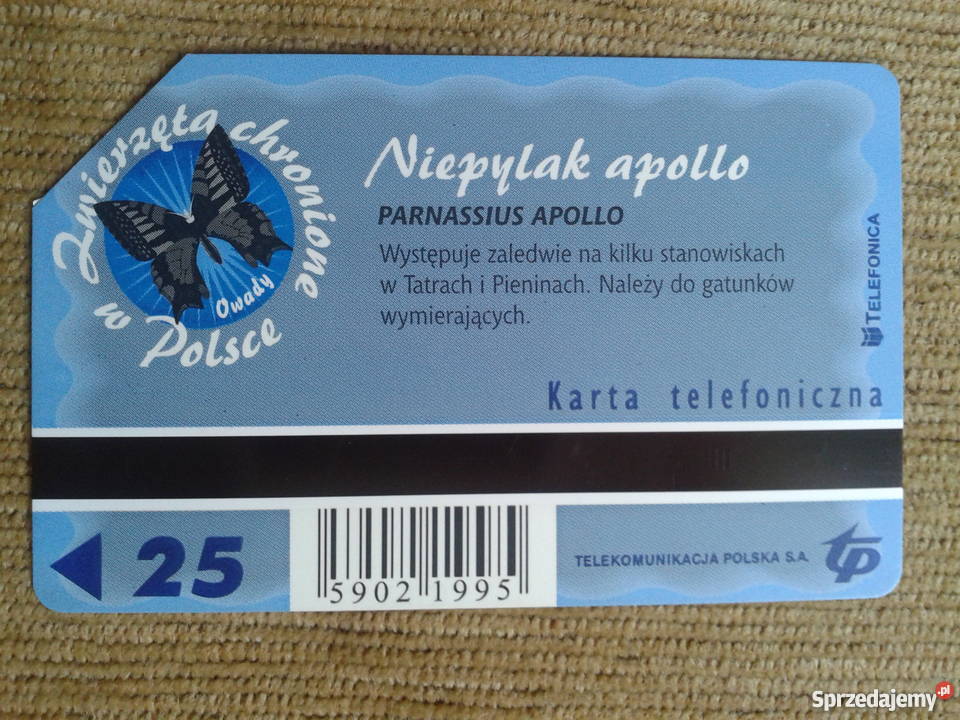 NIEPYLAK APOLLO WYMIERAJĄCY GATUNEK MOTYLA Piszczac