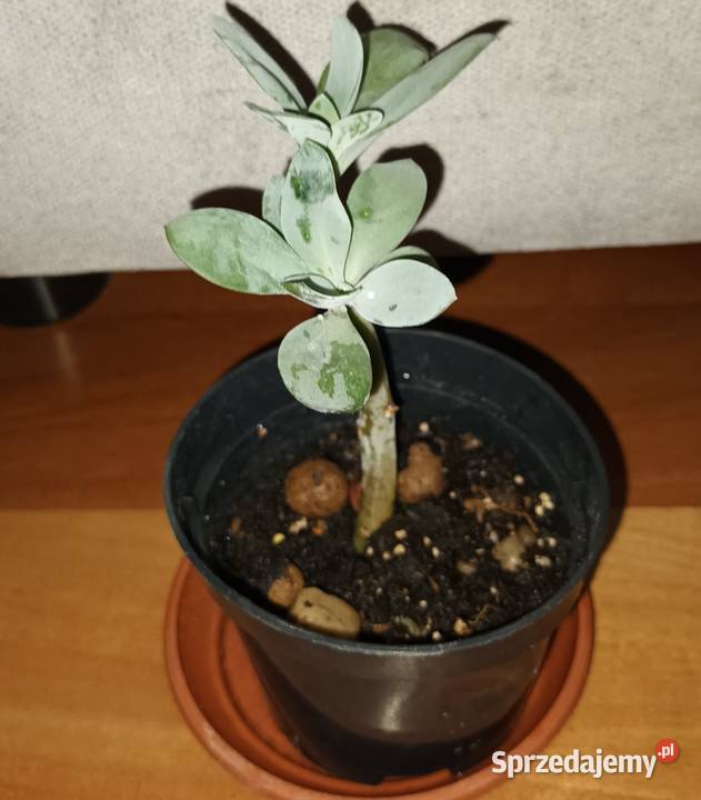 Starzec Cefalofora Senecio cephalophorus 2 Warszawa