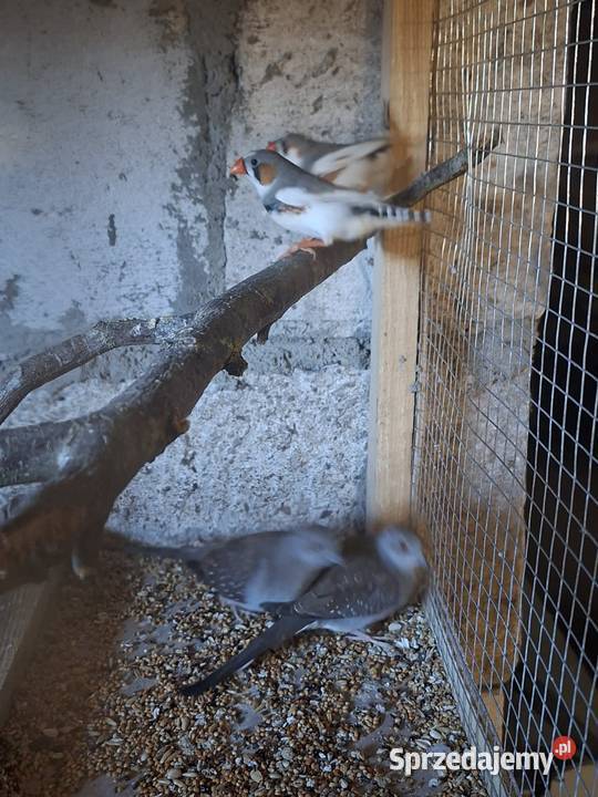 Papugi i inne kujawsko-pomorskie Wąbrzeźno