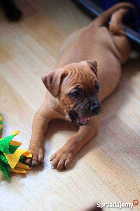 Staffordshire bull terrier staffik stafik