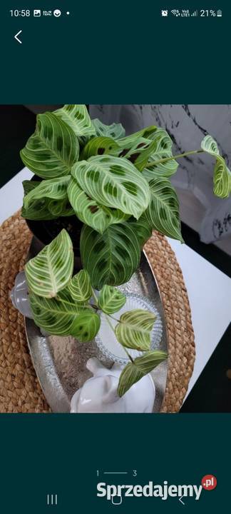 Maranta light veins fantasy Pozostałe Kamień-Kolonia