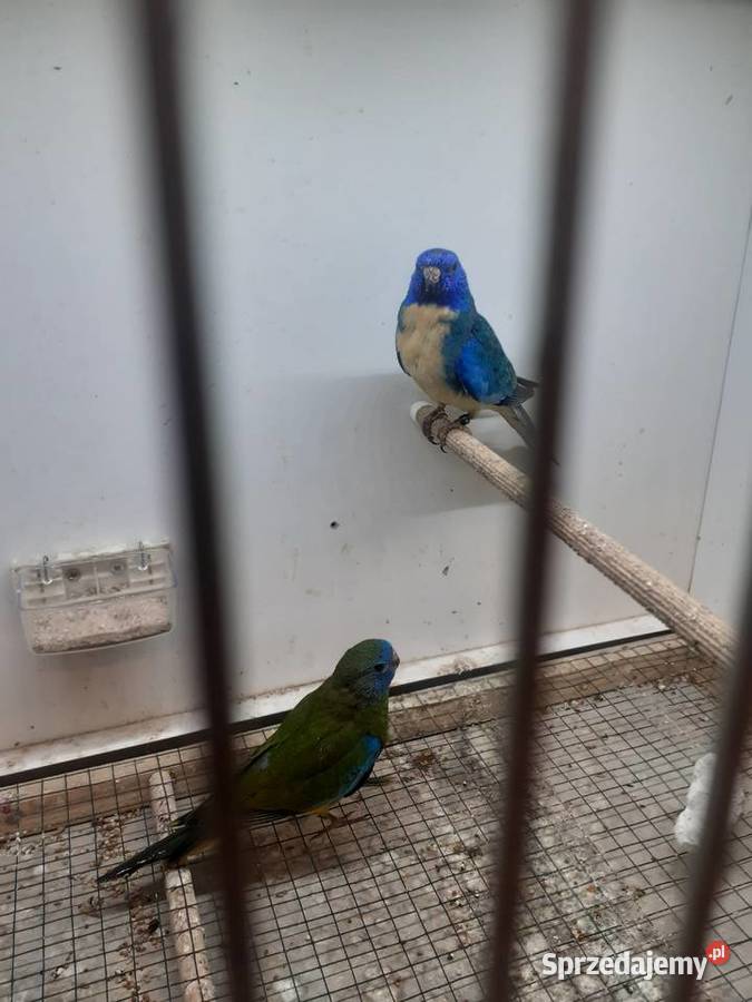 Łąkówki wspaniałe I lilianki Kalisz sprzedam