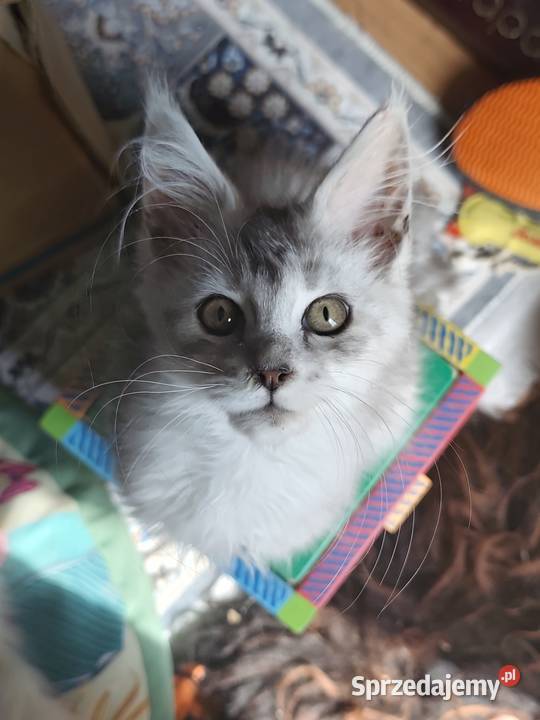 Srebrzysta kotka maine coon Warszawa sprzedam