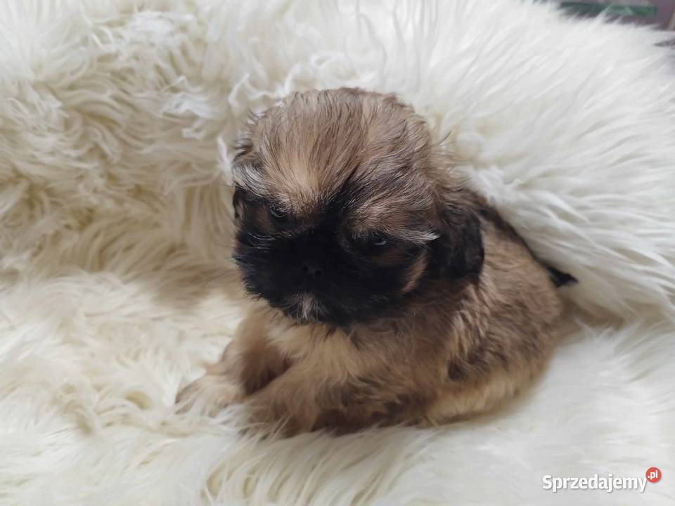 Shih Tzu Malutkie Wielkości Yoreczka Dąbrowa Górnicza sprzedam