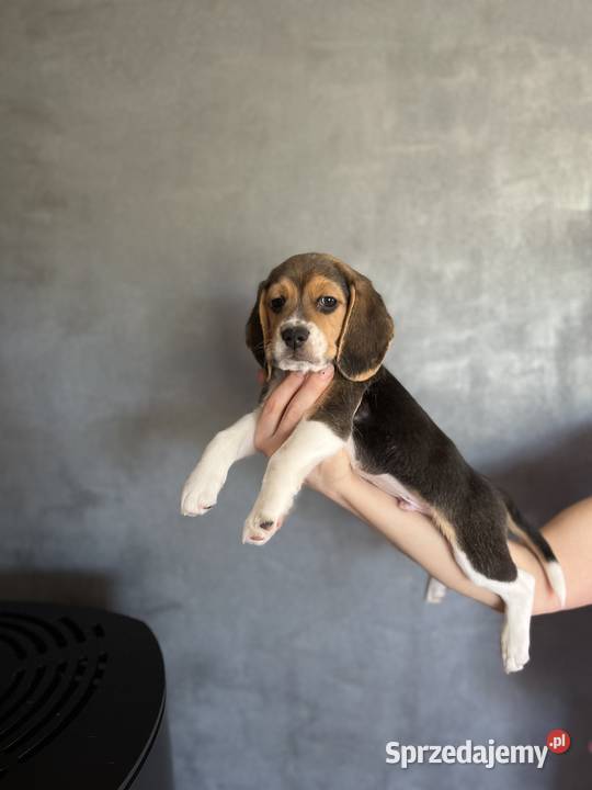 Szczeniaki Beagle rodowodowe Championie Zwierzęta Andrychów