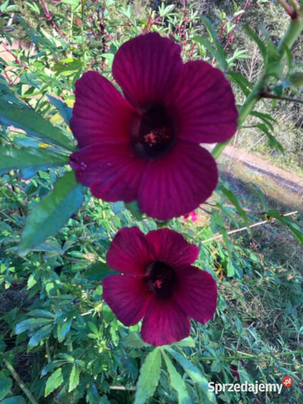 KETMIA KONOPIOWATA Hibiscus cannabinus NASIONA Lubanie