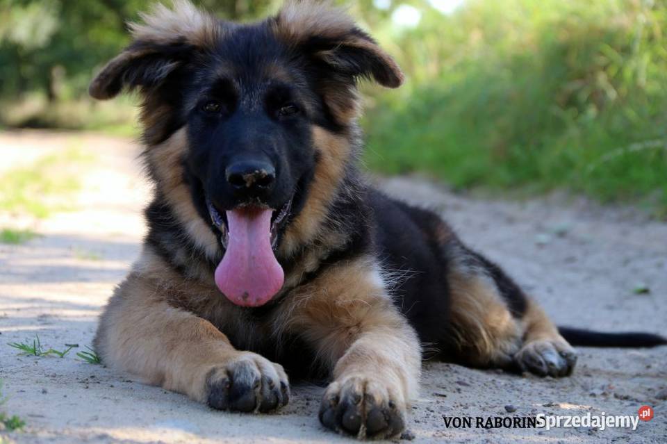 Owczarki Niemieckie Długowłose zachodniopomorskie Choszczno