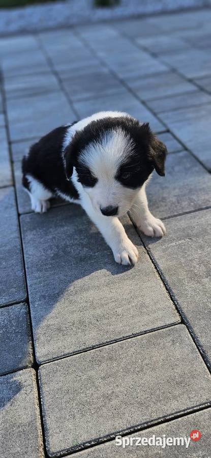 Suczka Border Collie Pozostałe Nowy Sącz
