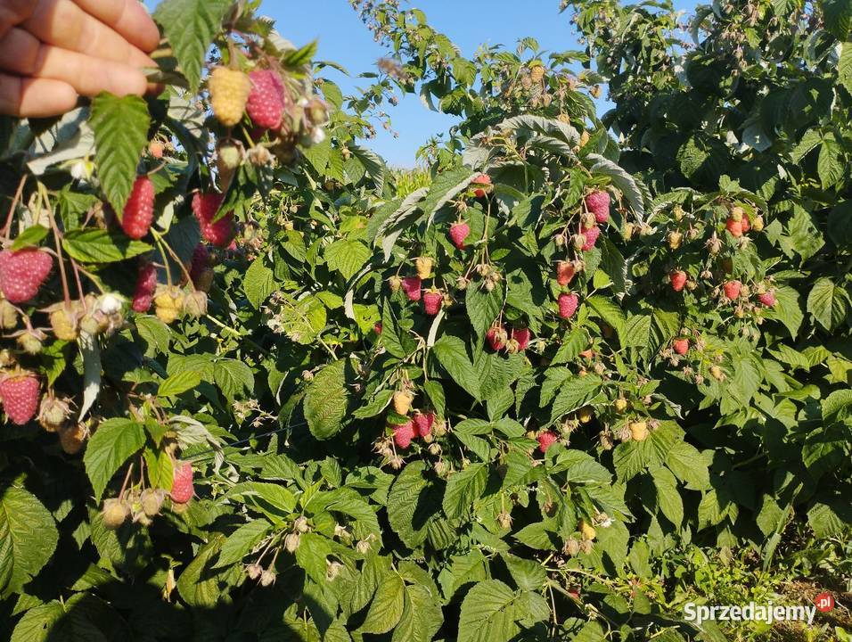 Sadzonki maliny jesiennej podkarpackie Orły