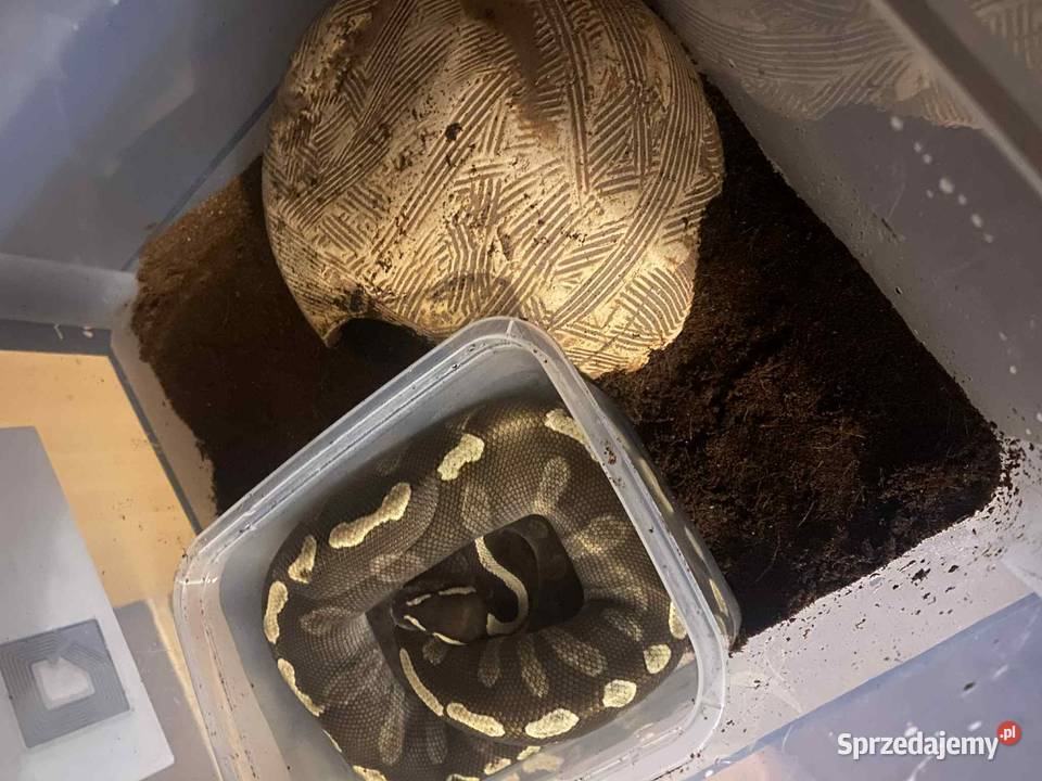 Python regius samiec Gady i płazy