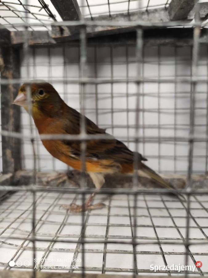 Kanarki własna hodowla sprzedam