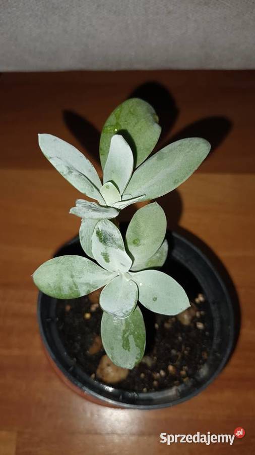 Starzec Cefalofora Senecio cephalophorus 2 Warszawa