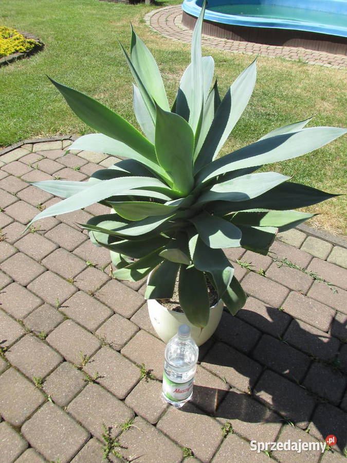 Śliczna agawa Agave celsii albidor ostatnia Kraków