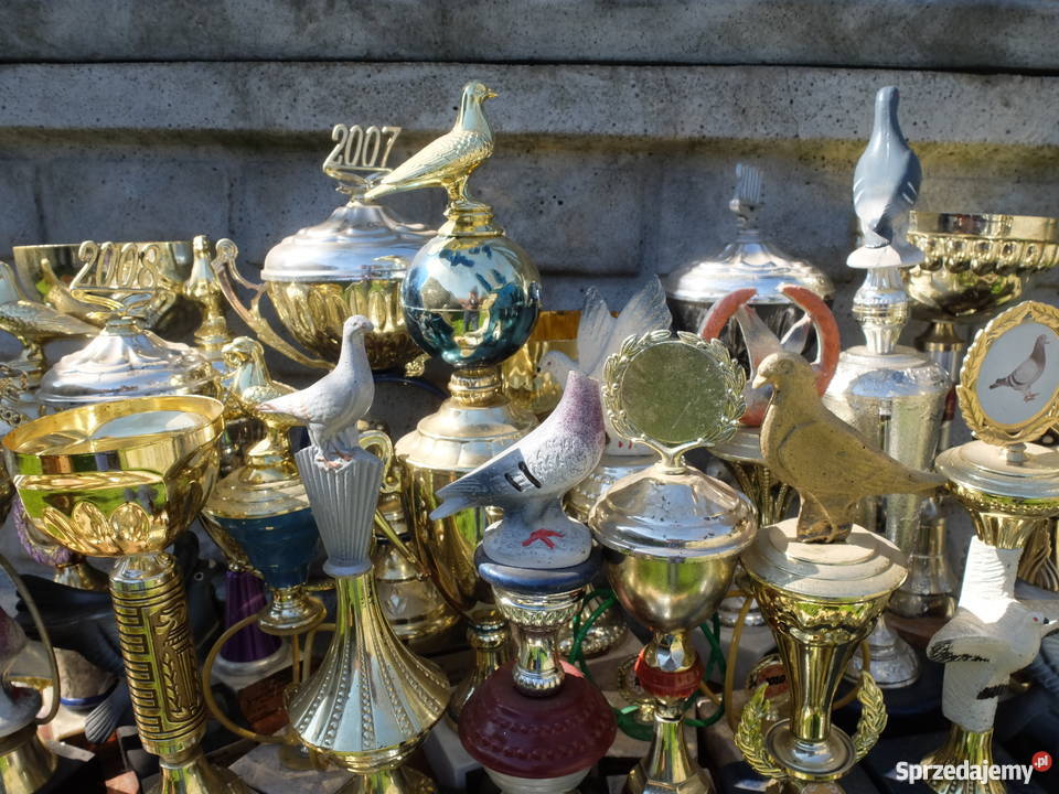 Puchary nagrody gołębie 100 sztuk 454 Kościan sprzedam
