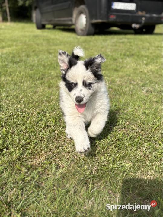 Border Collie Red Merle piesek Pozostałe Pajęczno sprzedam