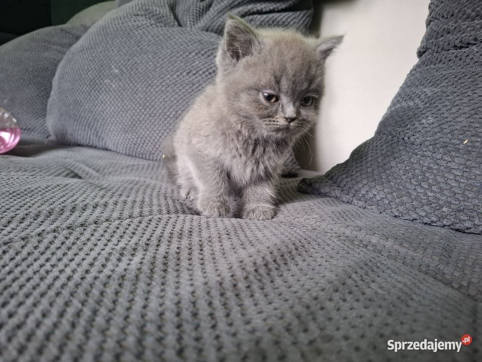 Kocurki brytyjskie kotki kocurki brytyjskie Kłodzko