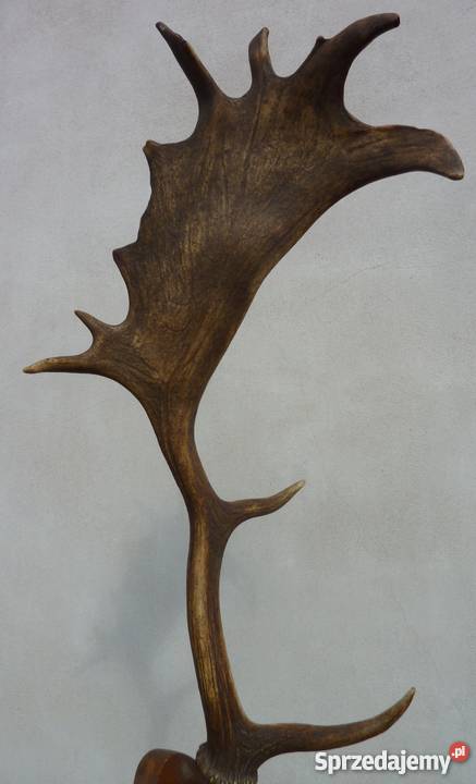PorożeRogi JeleniaDanielabyka STAN IDEALNY Pszczyna