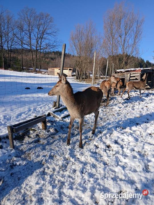 Sprzedam Jelenie karpackie Nowy Sącz