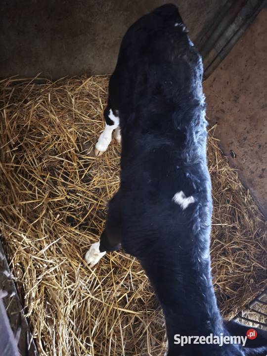 Sprzedam cielę bycka Rabka-Zdrój