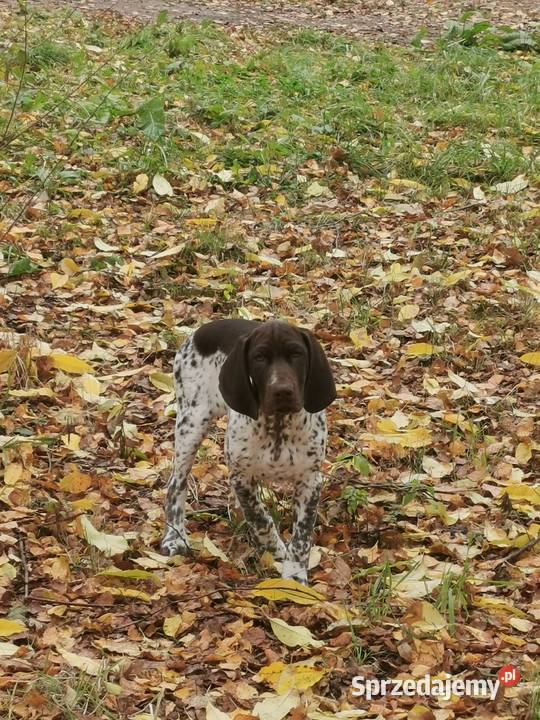 Wyżeł niemiecki krótkowłosy Łódź sprzedam