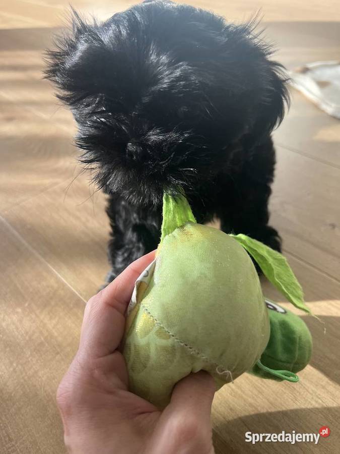 Shih tzu suczka czarna wielkopolskie Dopiewo