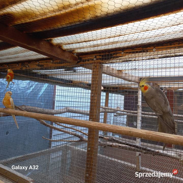 Papugi różne gatunki Garwolin sprzedam
