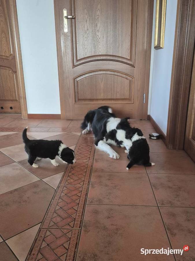 Border Collie Border Family Pozostałe Suchedniów