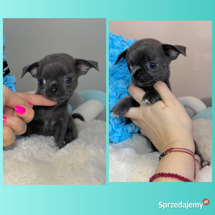 Chihuahua piesek krótkowłosy niebieski Blue Chihuahua Bełchatów