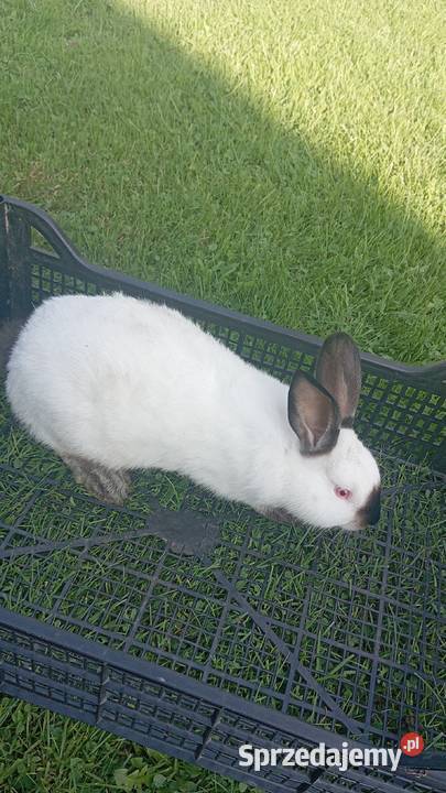 Króliki kalifornijskie podkarpackie Straszydle sprzedam
