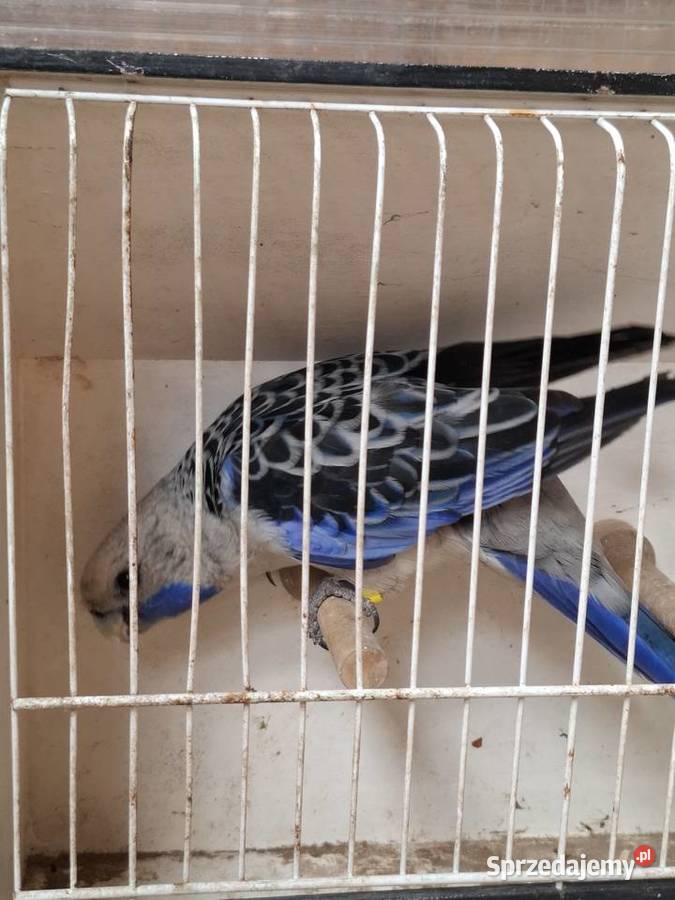 Rozella królewska samiec Lubiechowo