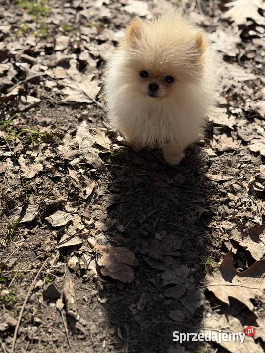 Szpic miniaturowy pomeranian dziewczynka Szpic miniaturowy Psy Poniszowice sprzedam