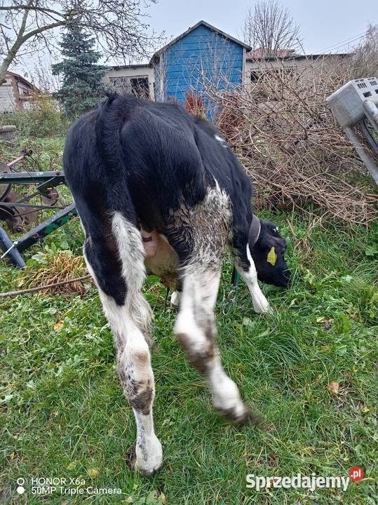Sprzedam byczki Piątek
