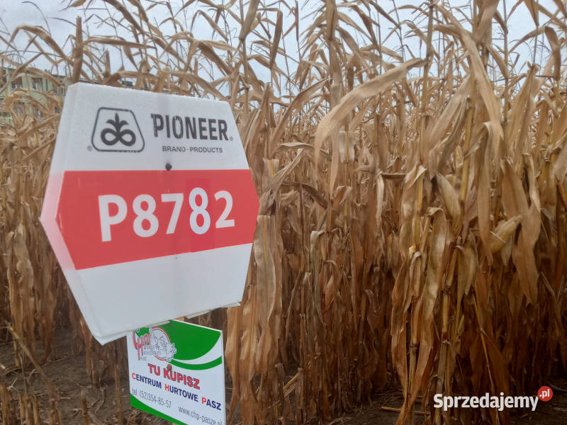 Nasiona kukurydzy Pioneer P8782 FAO K260 Jeziora Wielkie