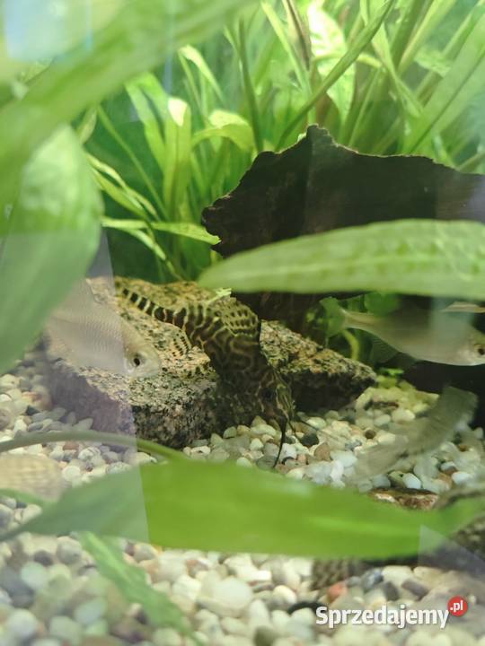 Giętkoząb sum synodontis
