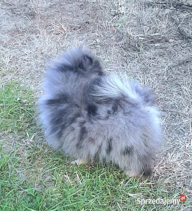 Szpic miniaturowy blue merle tan łódzkie