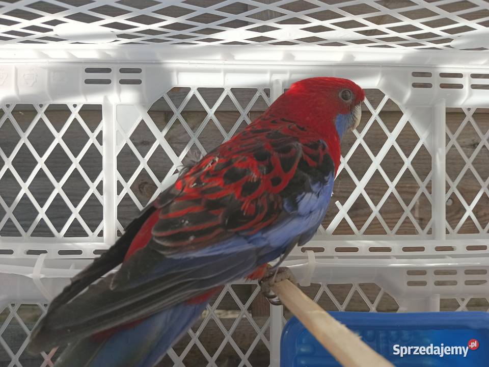 Rozella królewska Kamień