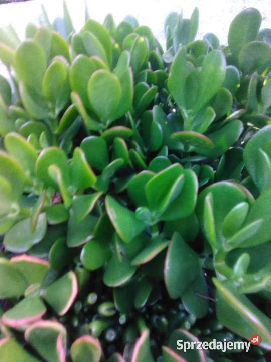 Grubosz Crassula Gostyń