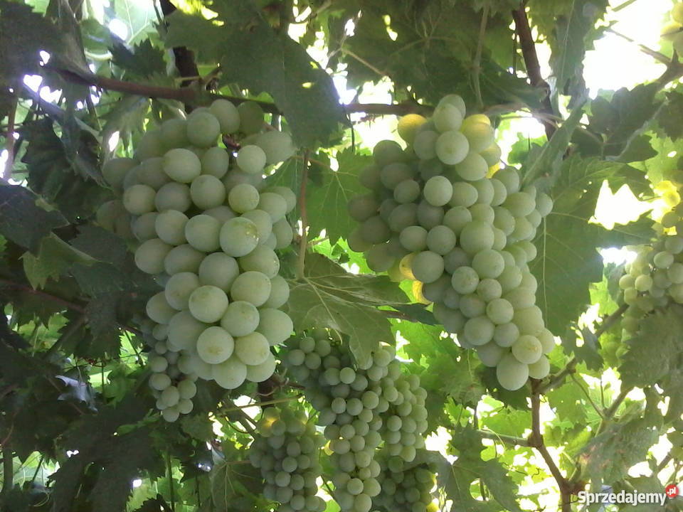 Sadzonki winorośli wysokiej jakości Ukraina Mechlin