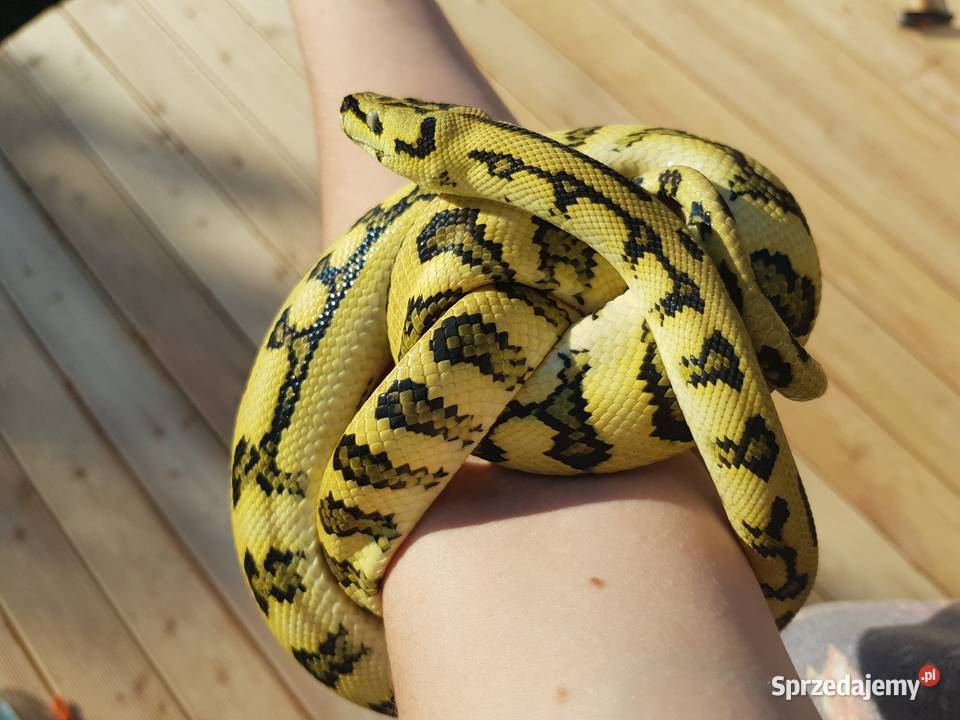 Pyton Dywanowy Morelia Spilota Jungle Jaguar