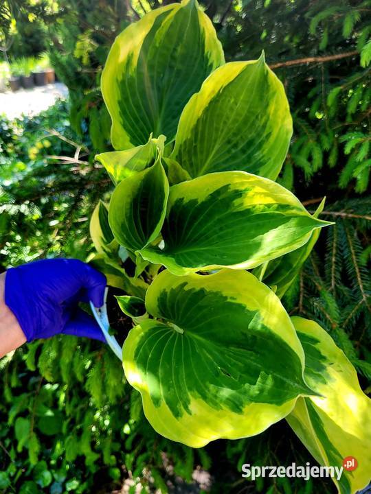 Hosta żółto zielona 5w1 XXL Pozostałe Brzeziniec