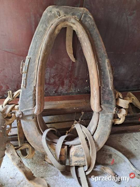 homonta konia stare Brzozów