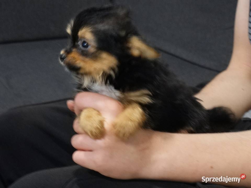 Chihuahua pieski Września