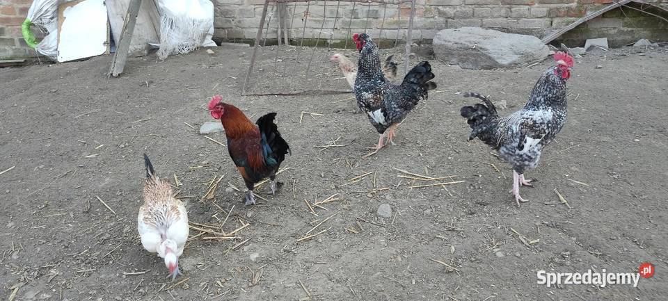 Sprzedam koguty z 25 roku