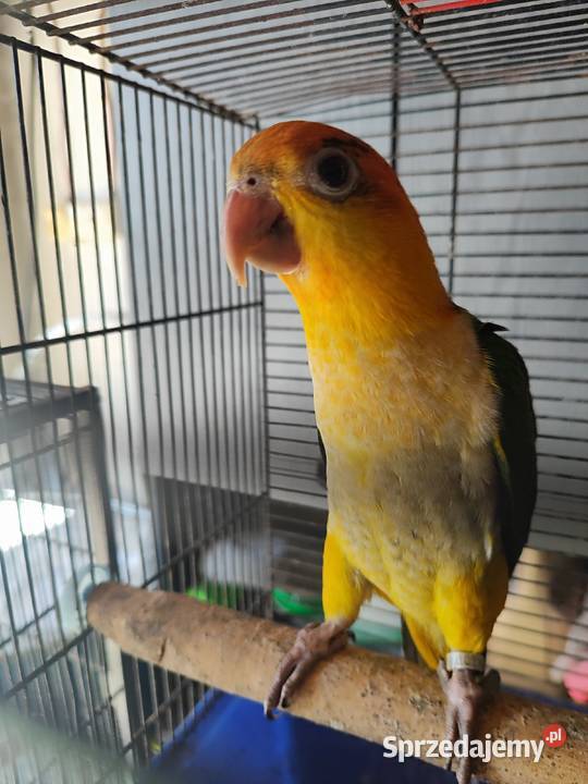 Papugi ręcznie karmione