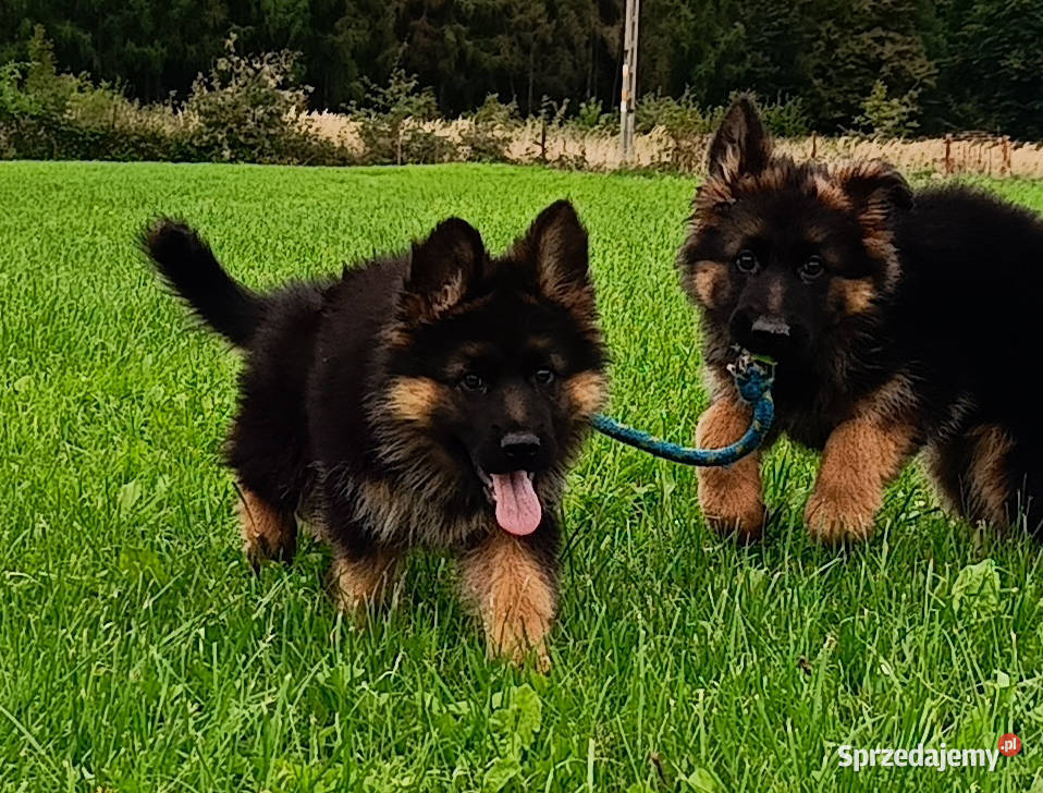 Owczarek niemiecki długowłosy SZCZENIĘTA FCI Kozy