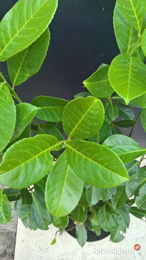 Super Piękny ŻywopłotLaurowiśnia Wschodnia Mszczonów