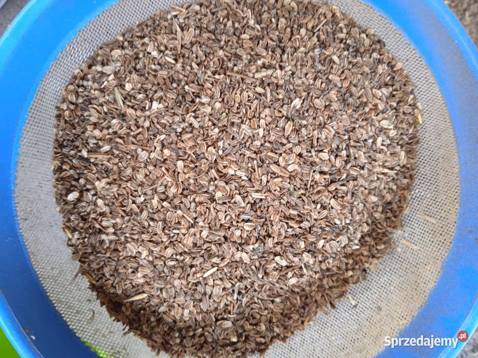 nasiona lubczyk 2024 Krasnystaw sprzedam