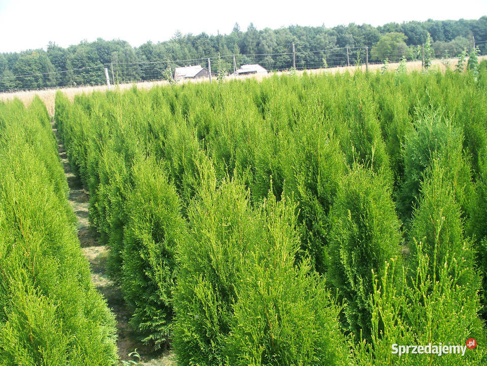 Tuja Thuja Tuje Szmaragd Smaragd 1304150 Wolbrom sprzedam