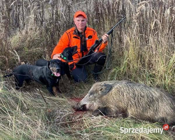 Gończe Polskie reproduktory polujące podkarpackie Posada Jaćmierska